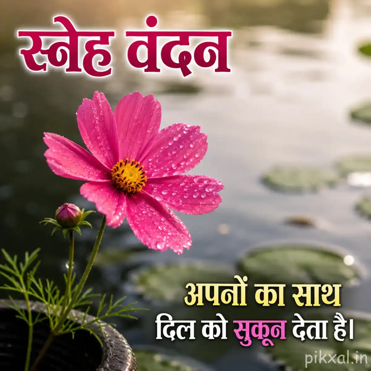Single pink flower with a yellow center beside calm water and lily pads