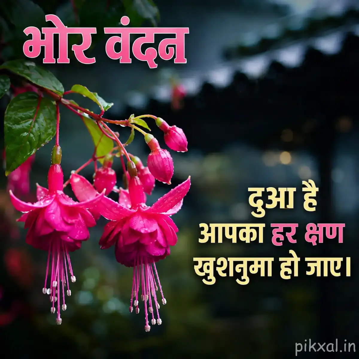 Hanging bright pink flowers with long stamens on a thin branch against dark blurred foliage