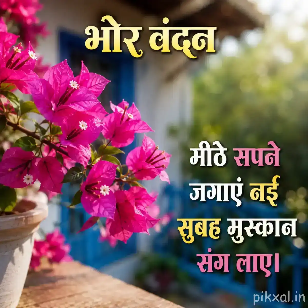 Several vivid pink flowers with green leaves beside a potted plant and warm blurred background