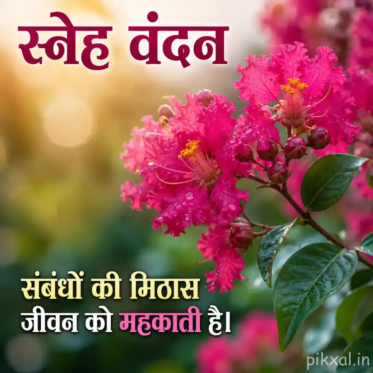 Cluster of small bright pink flowers with green leaves and warm golden bokeh