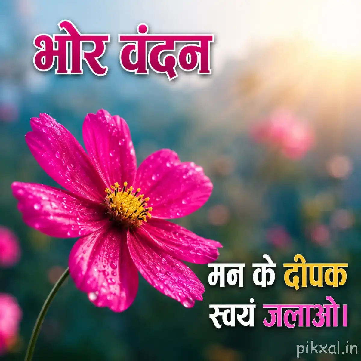 Single vivid pink flower with a yellow center against blue-green blurred foliage and a Hindi morning wish