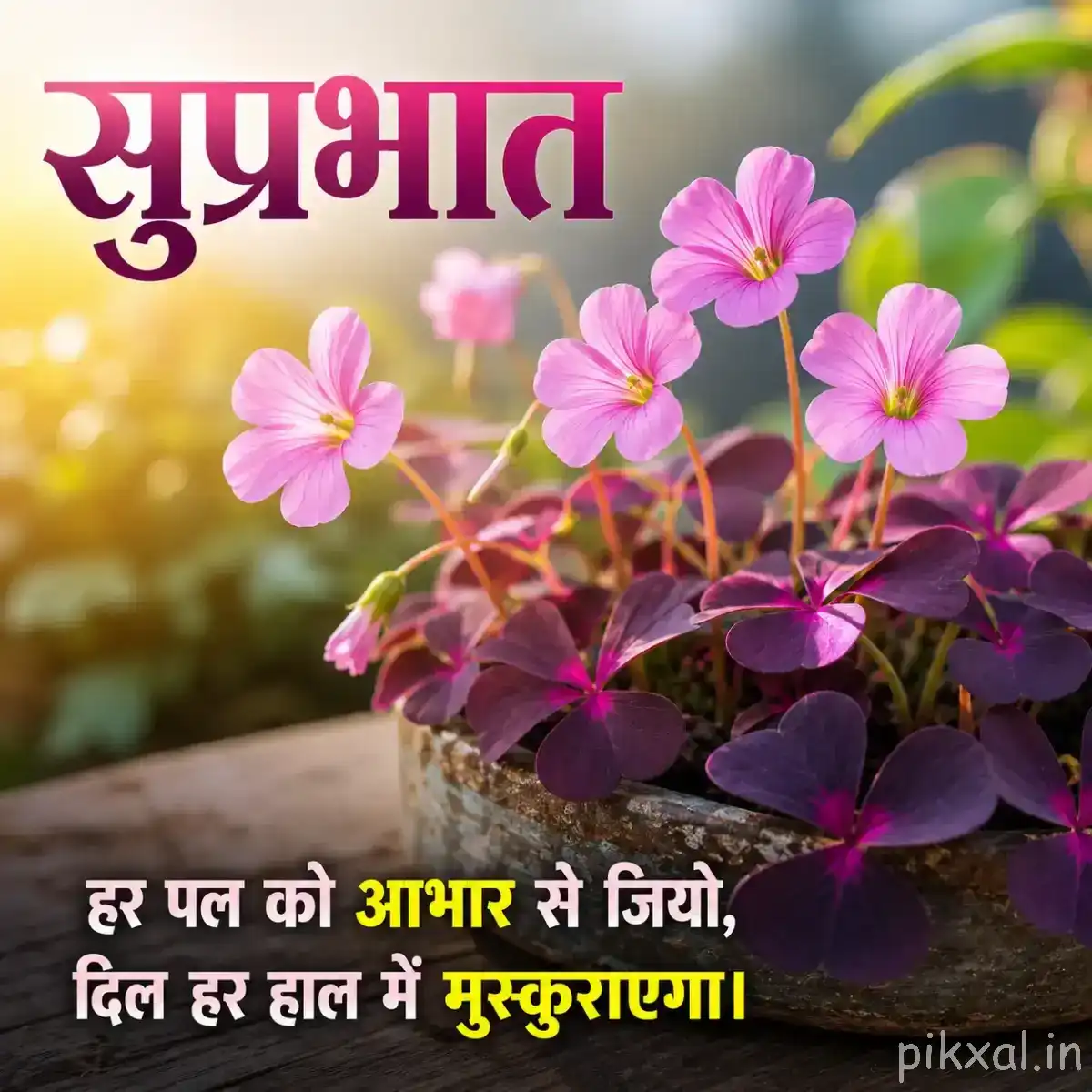 Several small light pink flowers with purple foliage against warm golden bokeh and a Hindi Good Morning wish