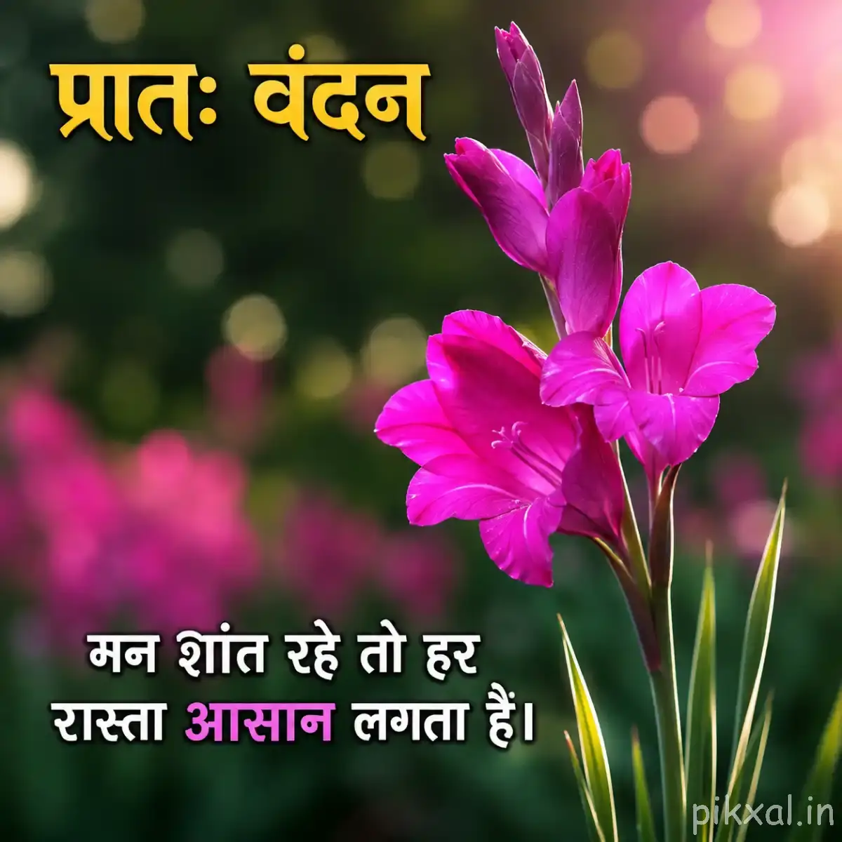 Several bright pink flowers with elongated petals and green leaves against dark blurred greenery