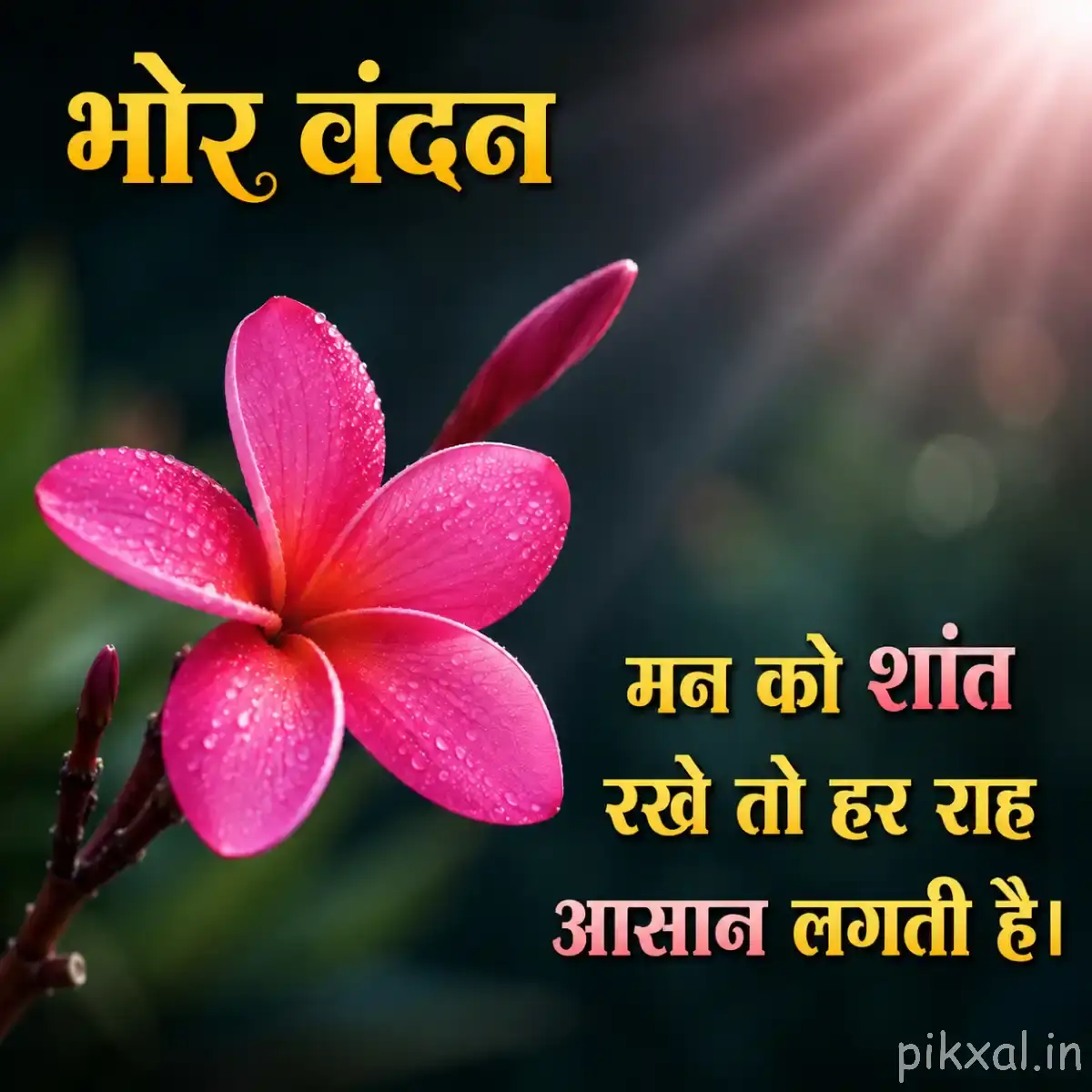 Single pink flower with rounded petals and a yellow center against dark foliage with a Hindi morning wish