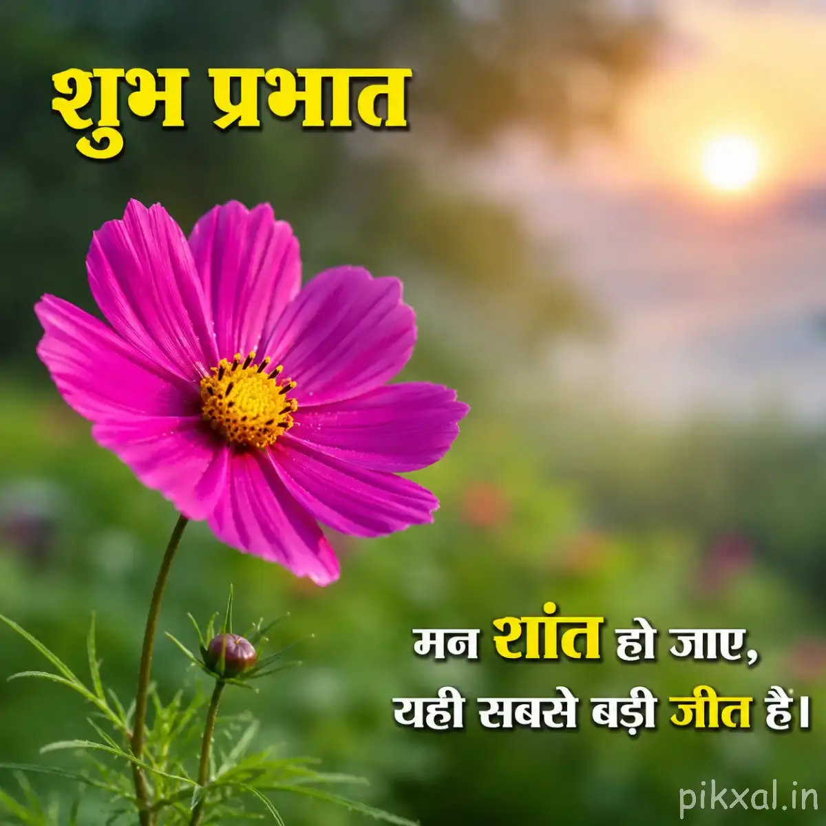 Single bright pink flower with a yellow center and slender stem against a warm sunrise background