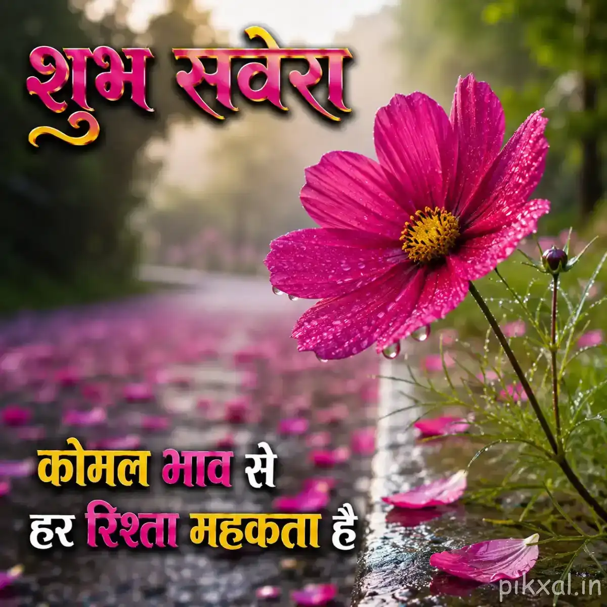 Single vivid pink flower with rounded petals and a yellow center above blurred pink flowers and a Hindi morning wish