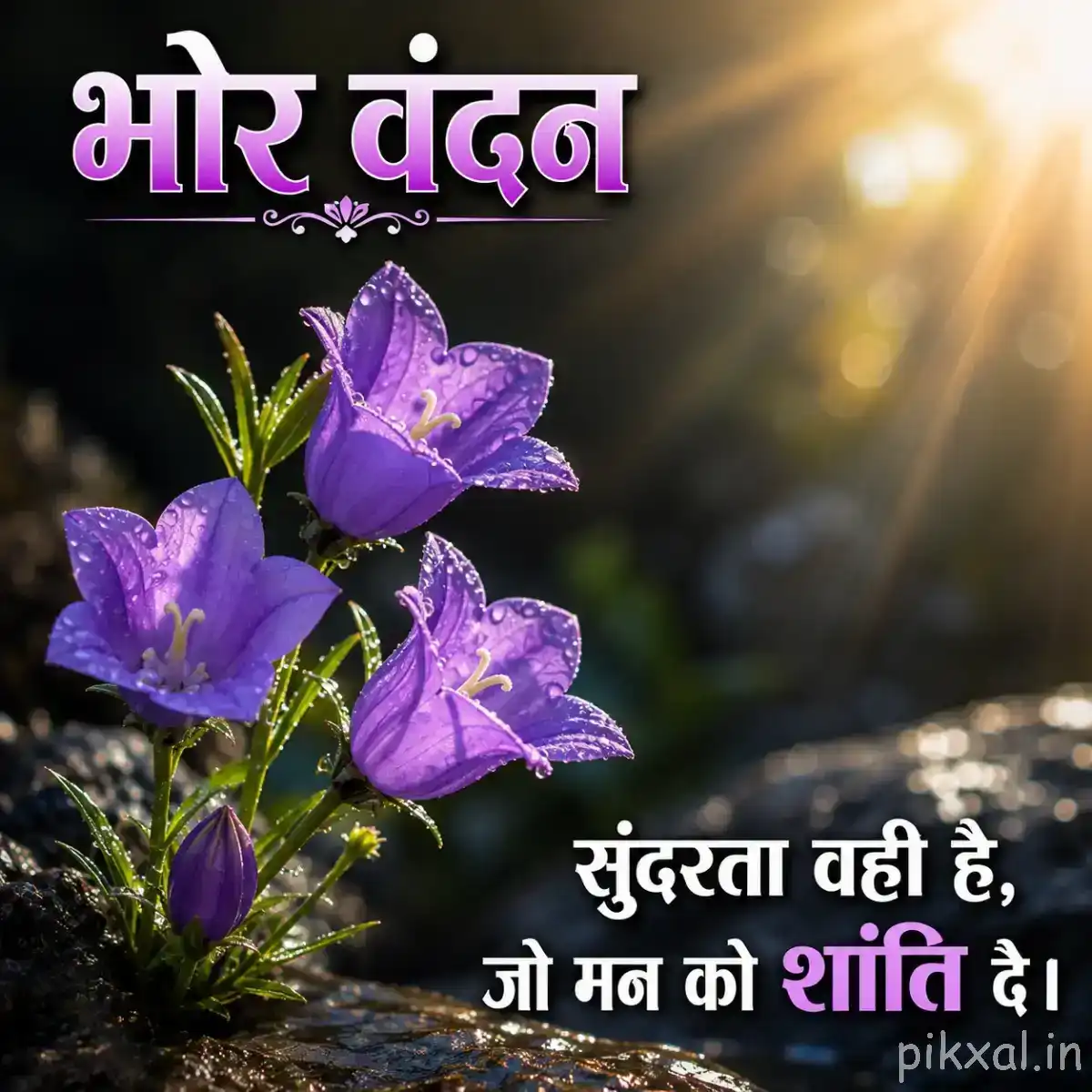 Several purple star-shaped flowers with narrow petals and green foliage in warm sunlight