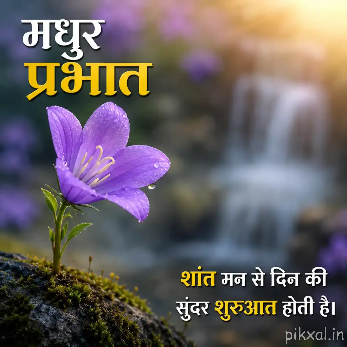 Purple flower with open petals beside a softly blurred waterfall and warm morning light