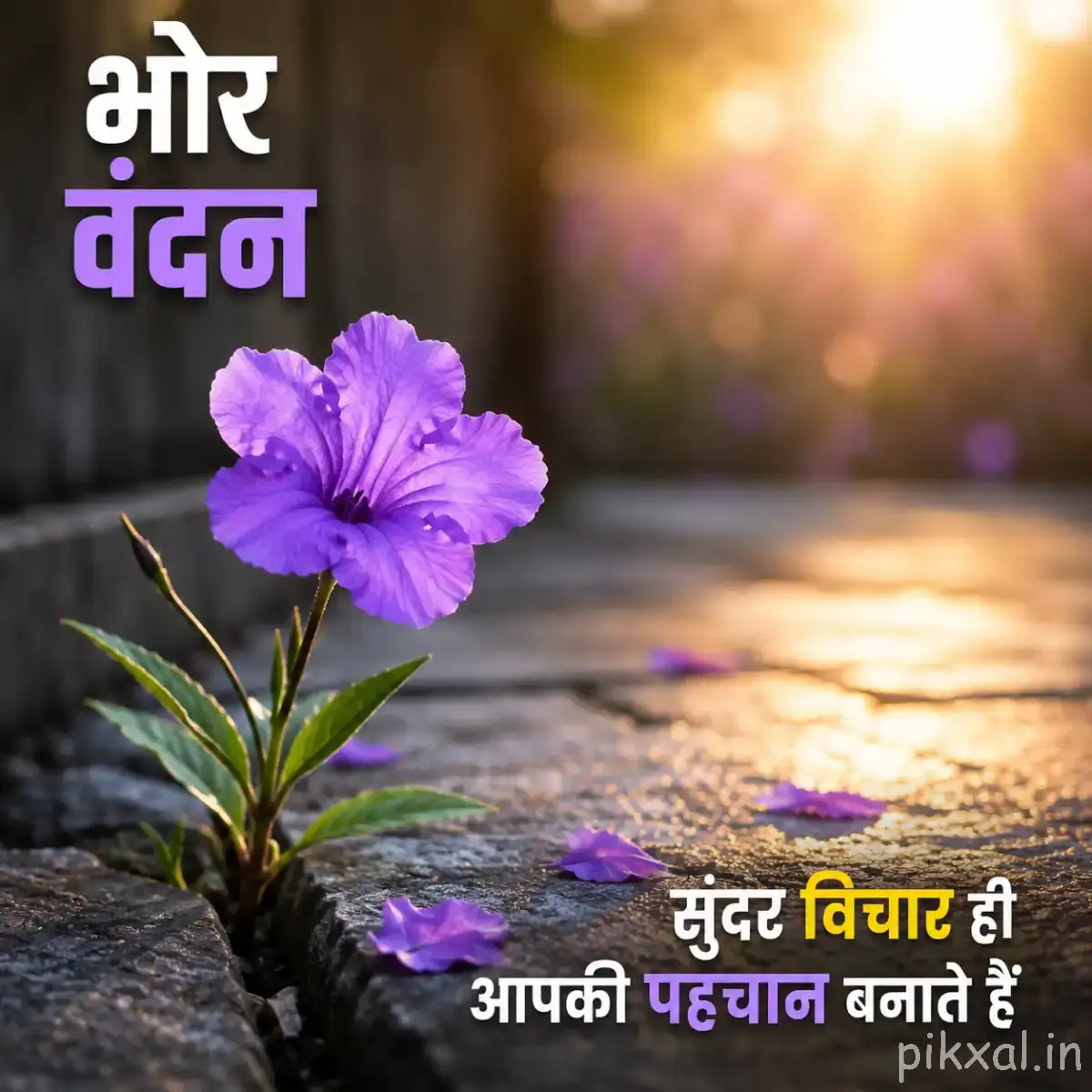 Purple flower with broad petals and green leaves growing in a crack and warm sunlight