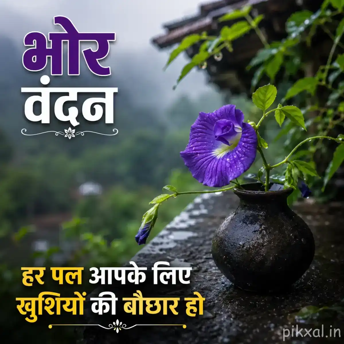 Single purple flower with curved petals growing in a pot beside green leaves and a misty background