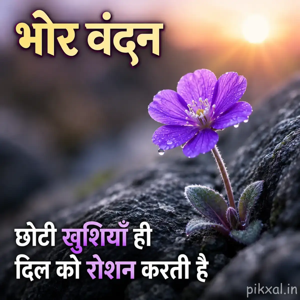 Single purple flower with broad petals and green leaves growing beside a dark rock