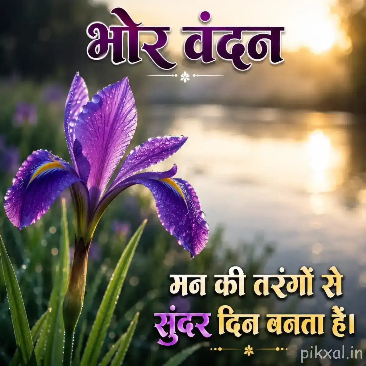 Purple flowers with long narrow petals and green leaves beside reflective water at sunrise