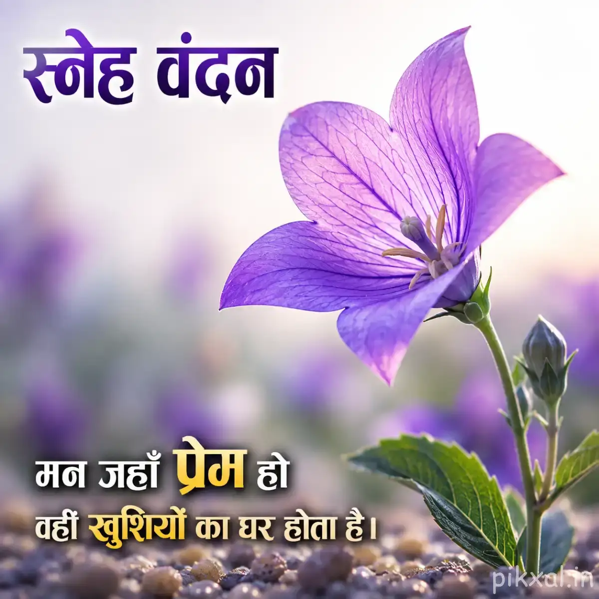 Single pale purple flower with broad open petals and unopened buds on a leafy stem