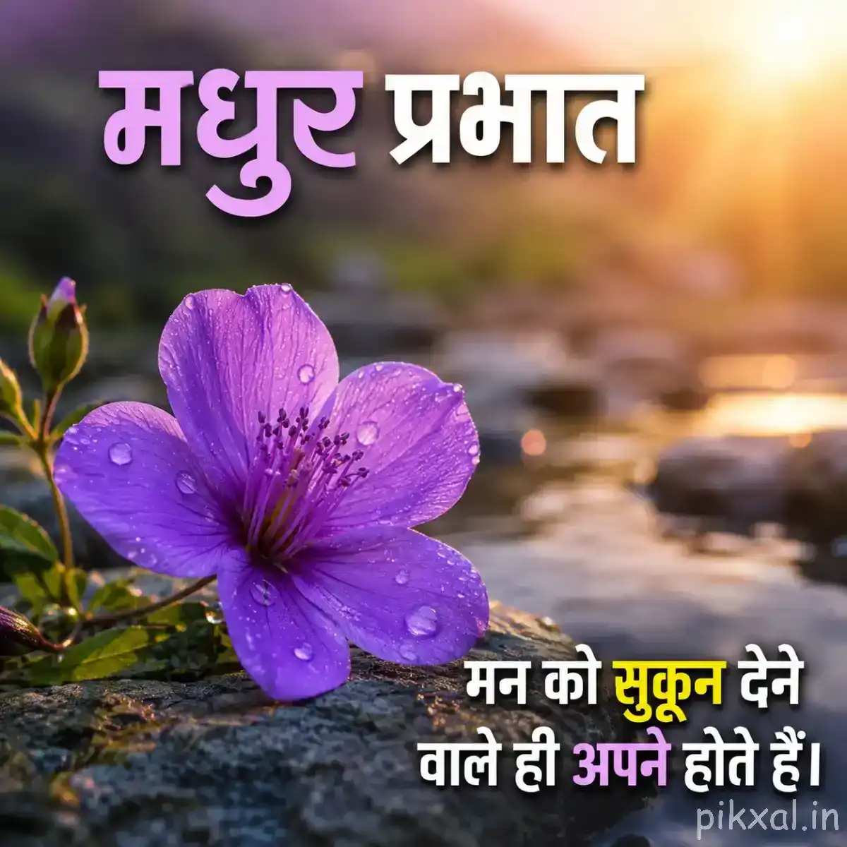 Single purple flower with broad petals beside calm water and warm morning reflections