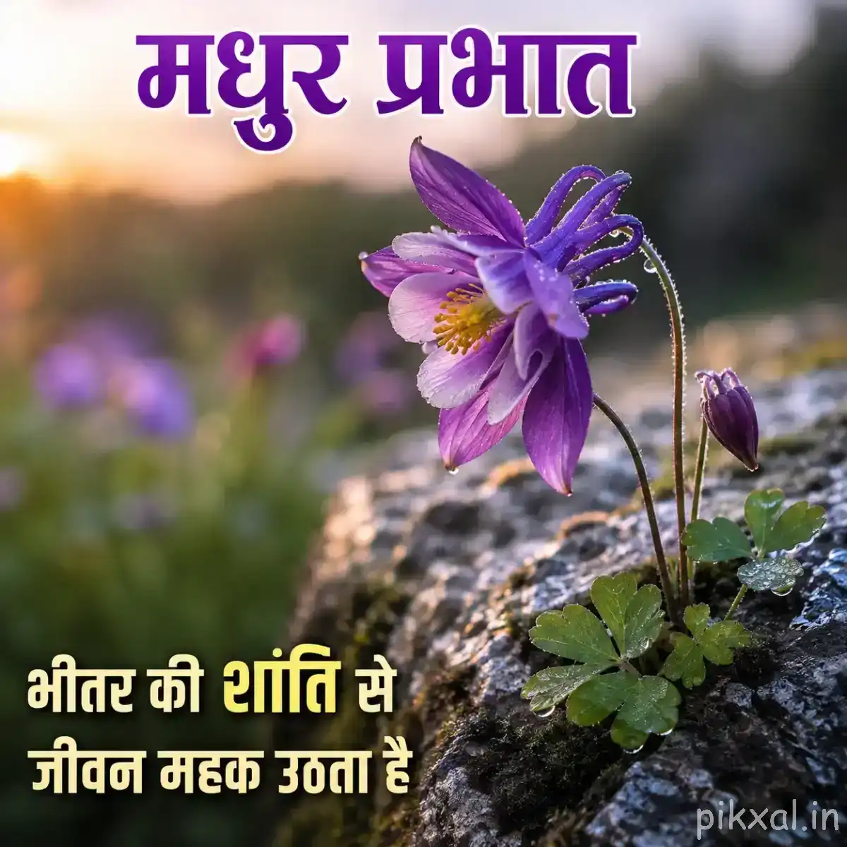 Single layered purple flower with ruffled petals surrounded by green leaves