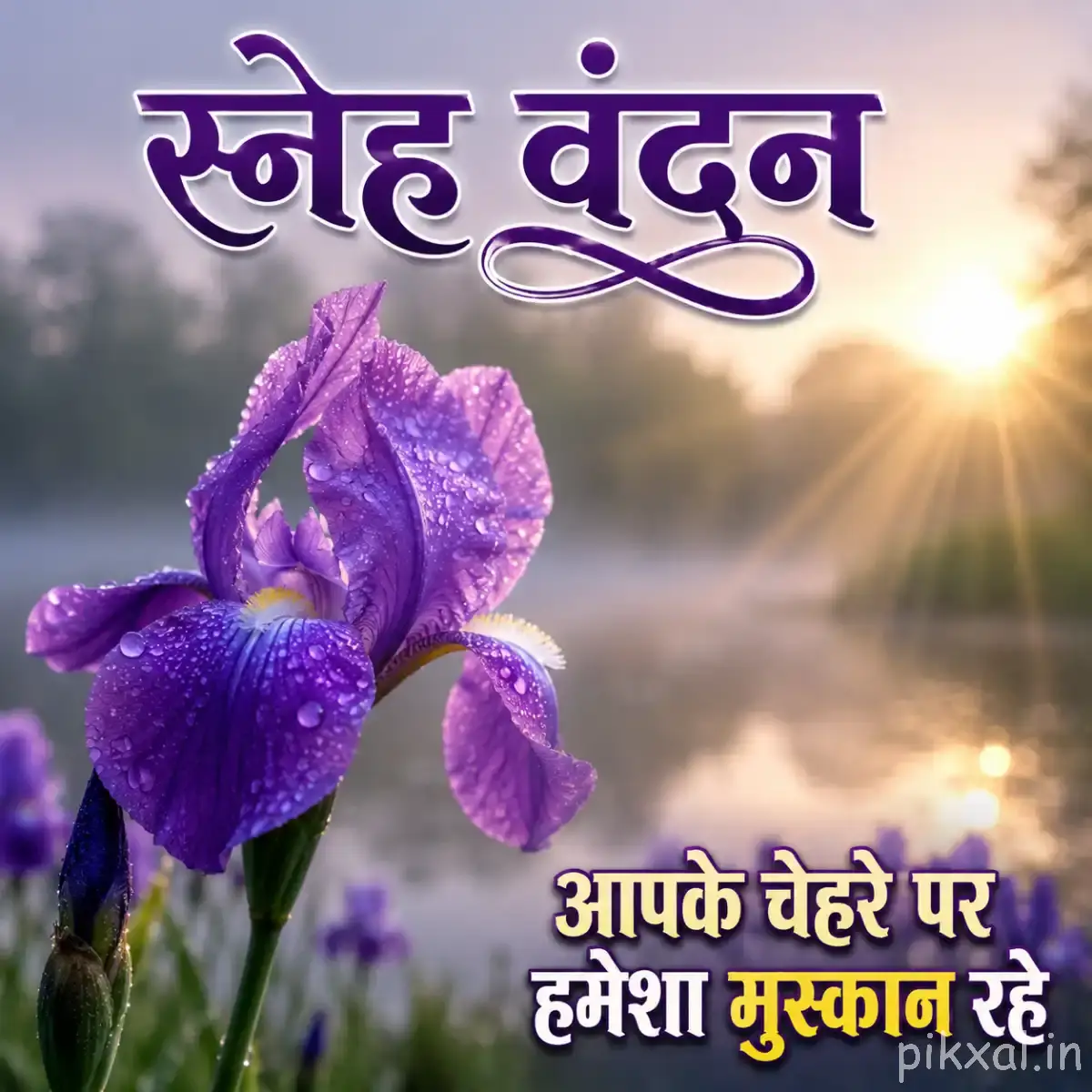 Purple flowers with curved petals and buds against a misty garden background with sunlight