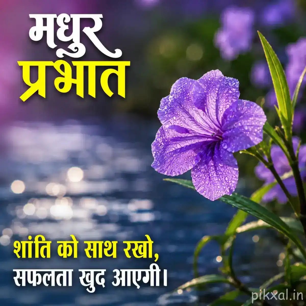 Single purple flower with broad petals and green leaves beside rippling water