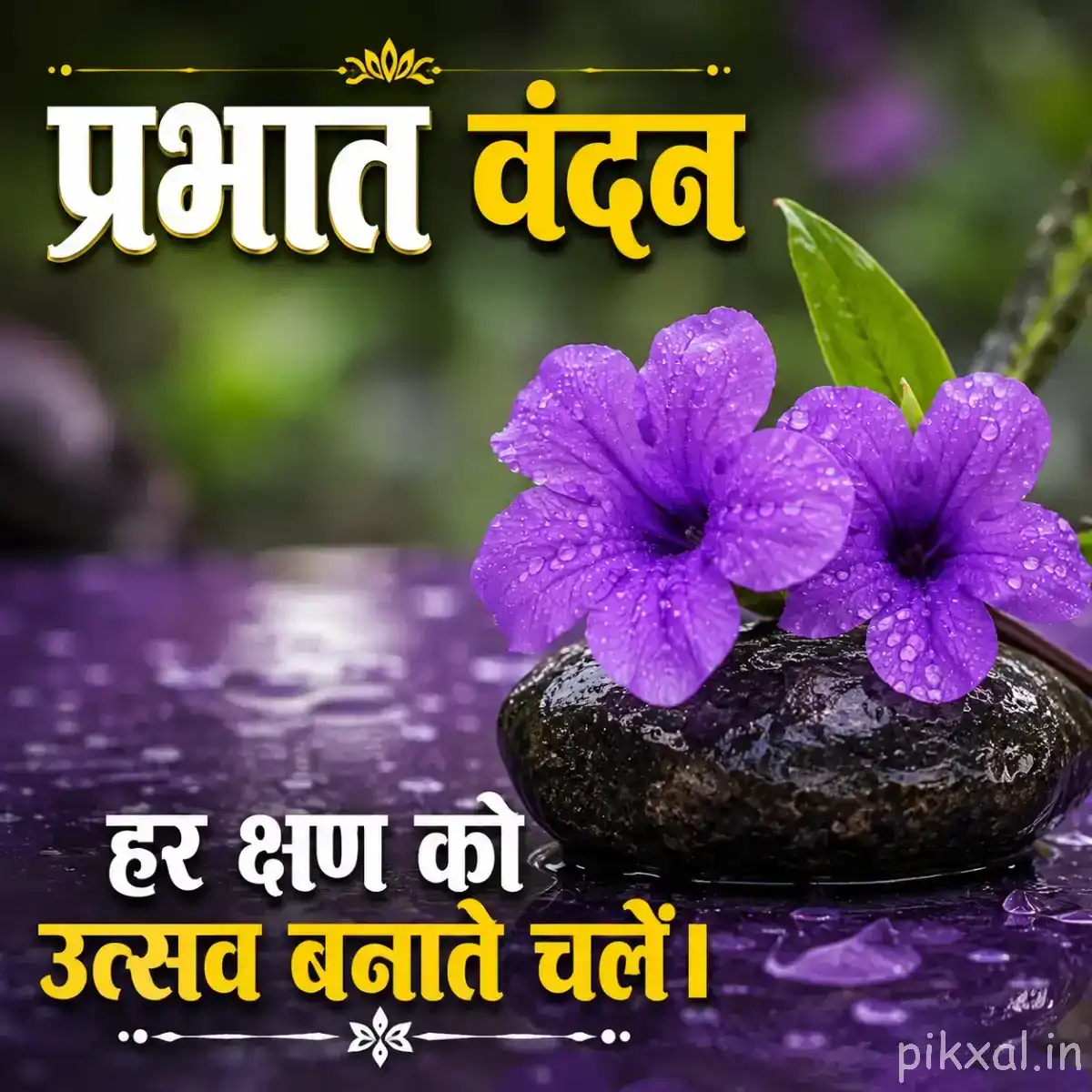 Two purple flowers with broad open petals resting on a dark stone beside green leaves