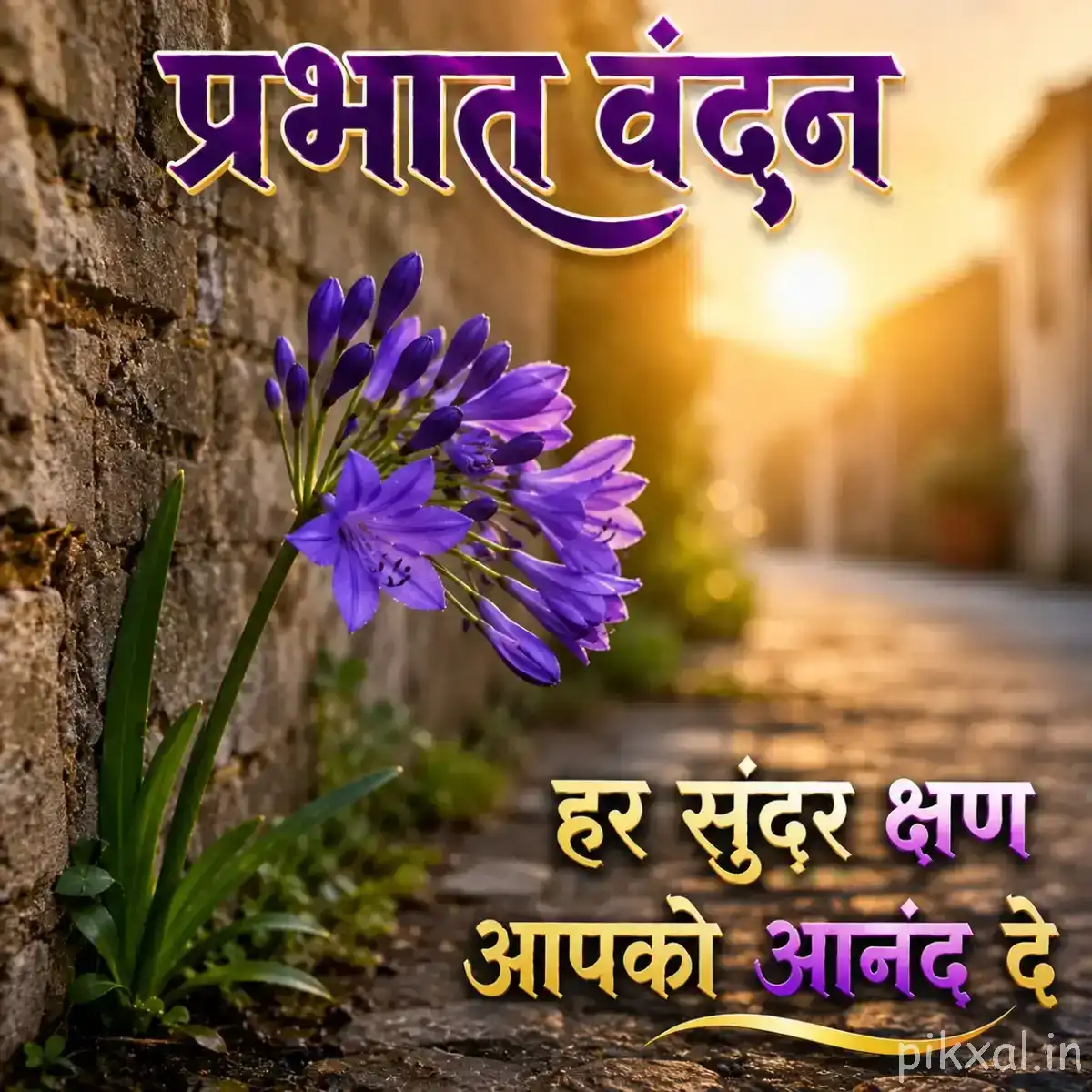 Several purple flowers beside a stone wall and garden path in warm morning sunlight
