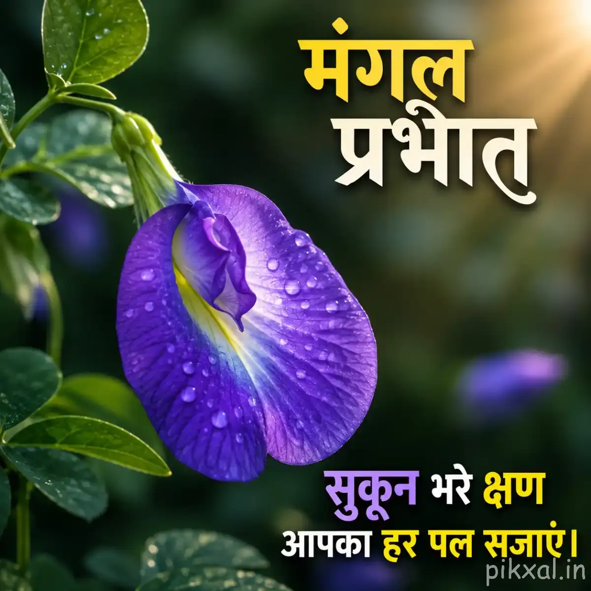 Single deep purple flower with curved petals surrounded by glossy green leaves