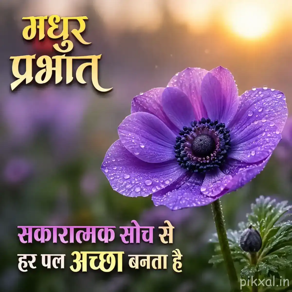 Single purple flower with broad rounded petals and a dark textured center in warm morning light
