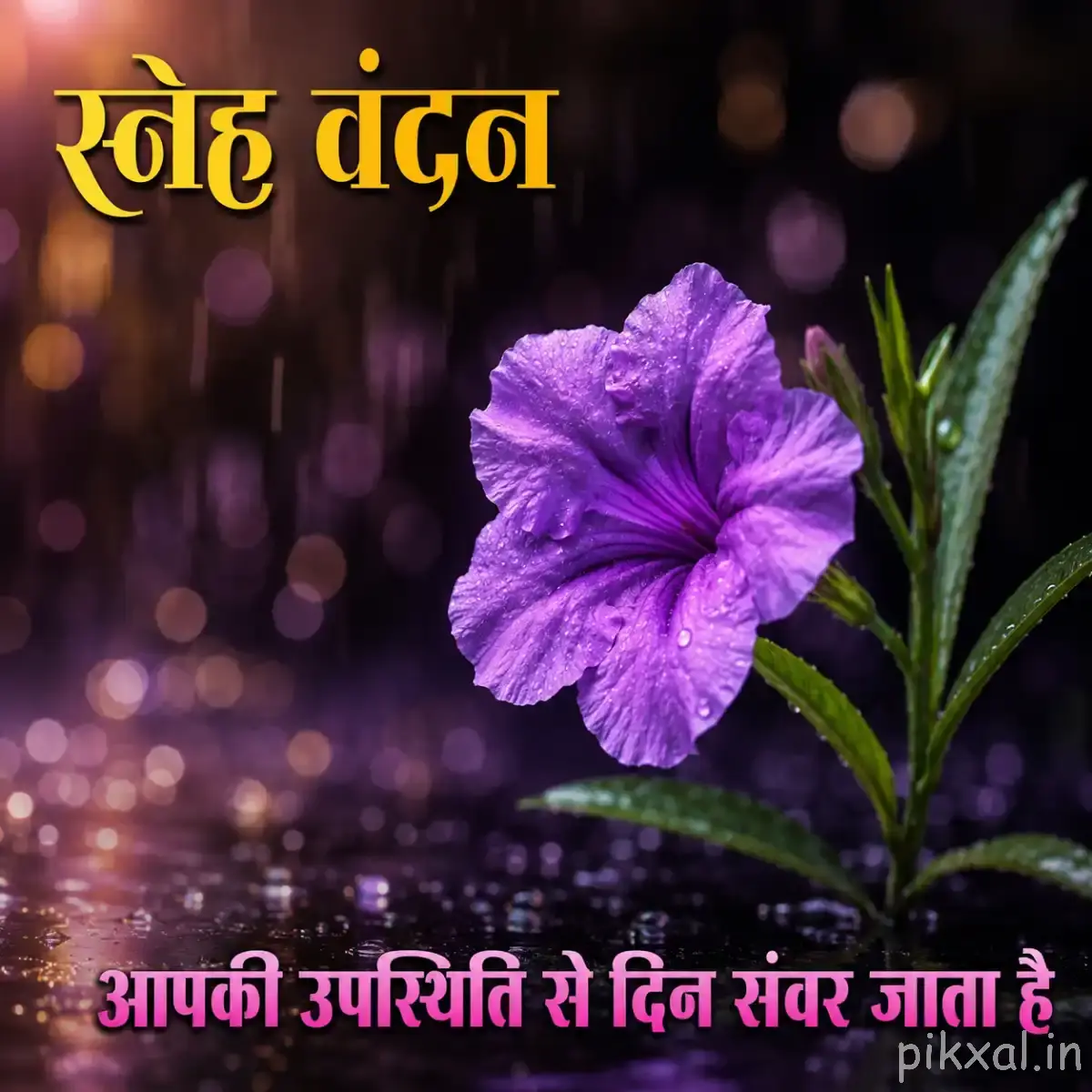 Single purple flower with ruffled petals and a dark center against a dark softly blurred background