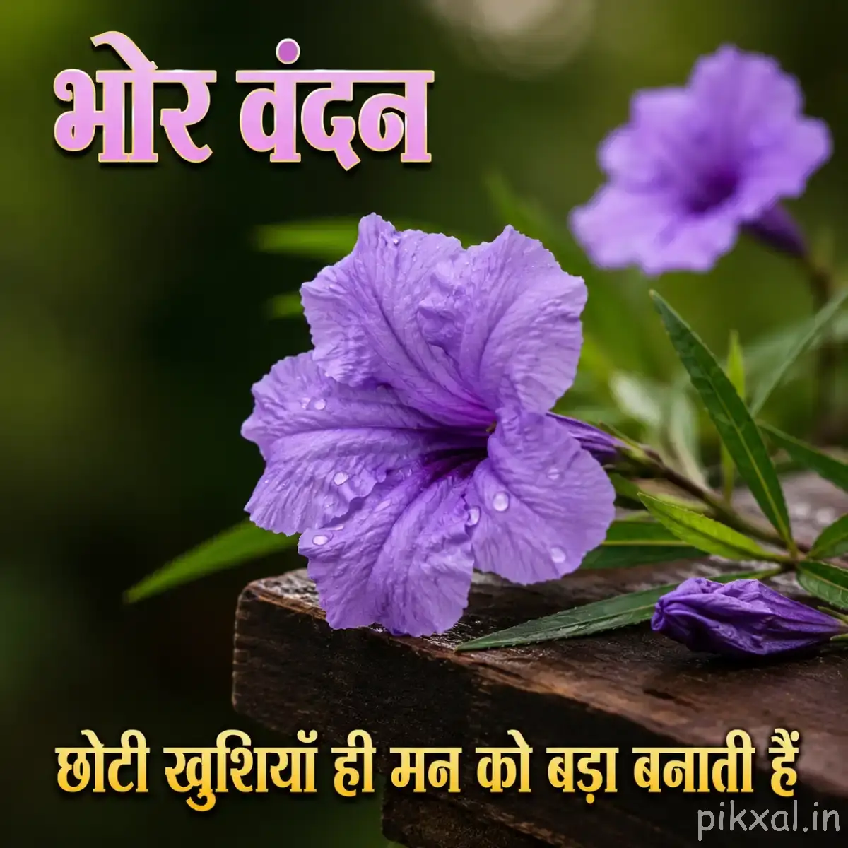 Single purple flower with broad petals and several unopened buds beside a calm water background