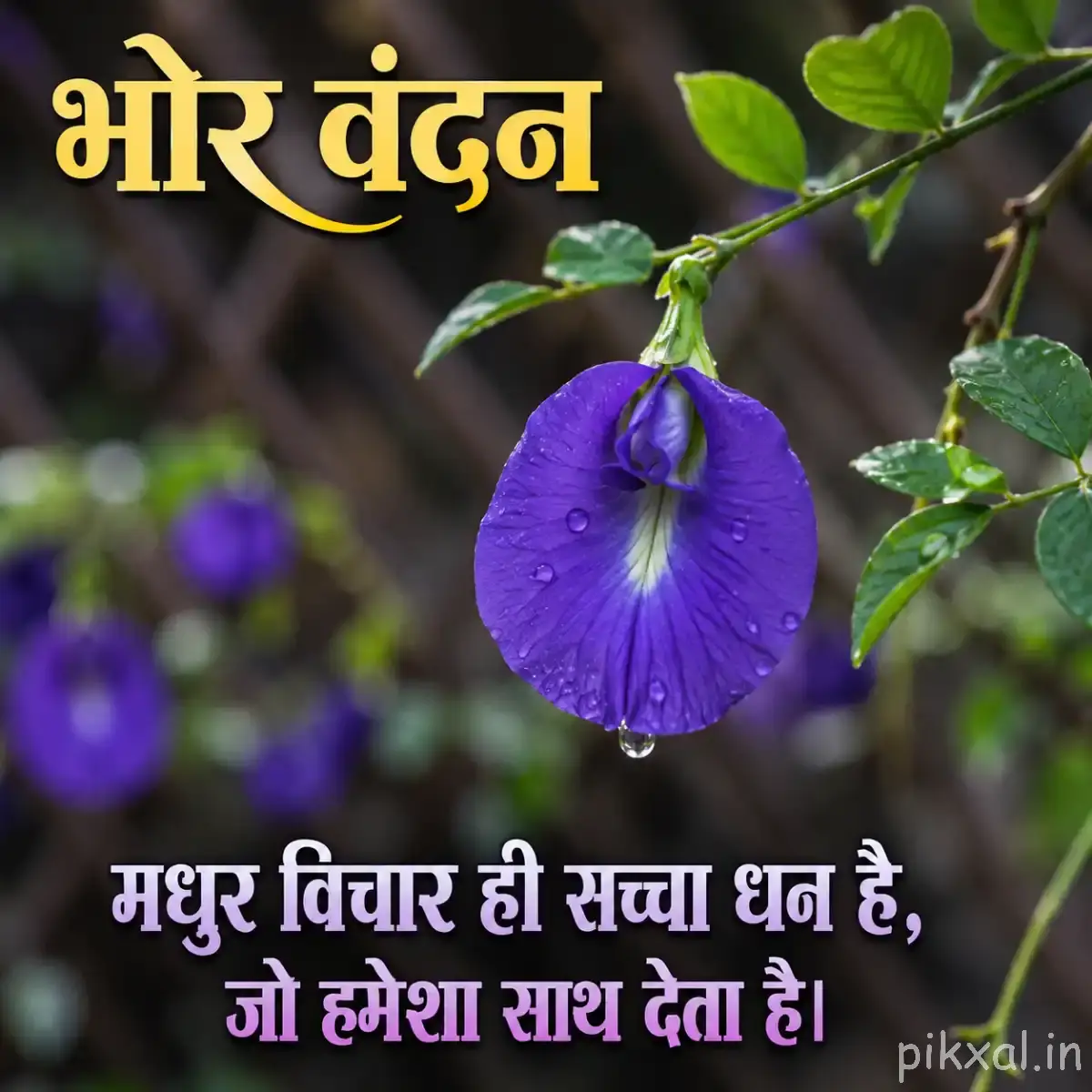 Single purple flower with broad petals and unopened buds growing from a leafy branch