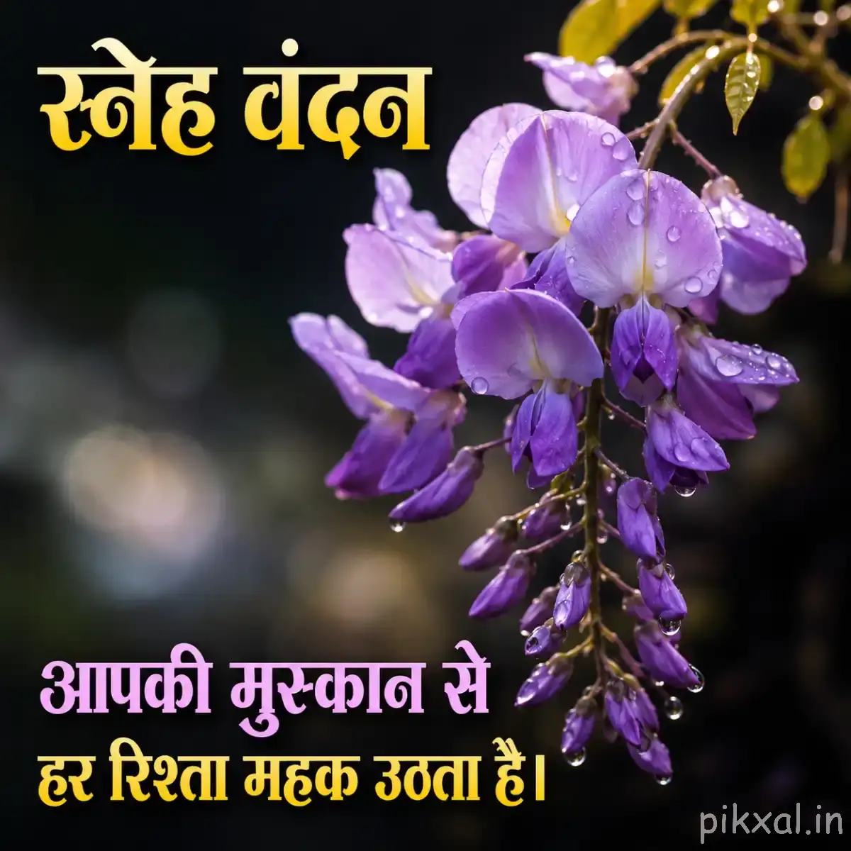 Hanging cluster of pale purple flowers with green stems and foliage against a dark background