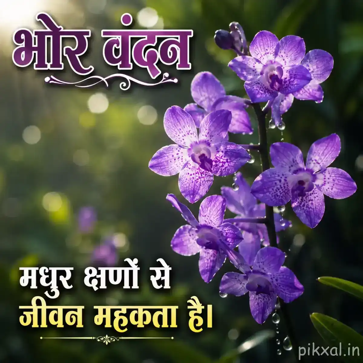 Cluster of small purple flowers with rounded petals and green foliage against a blurred background