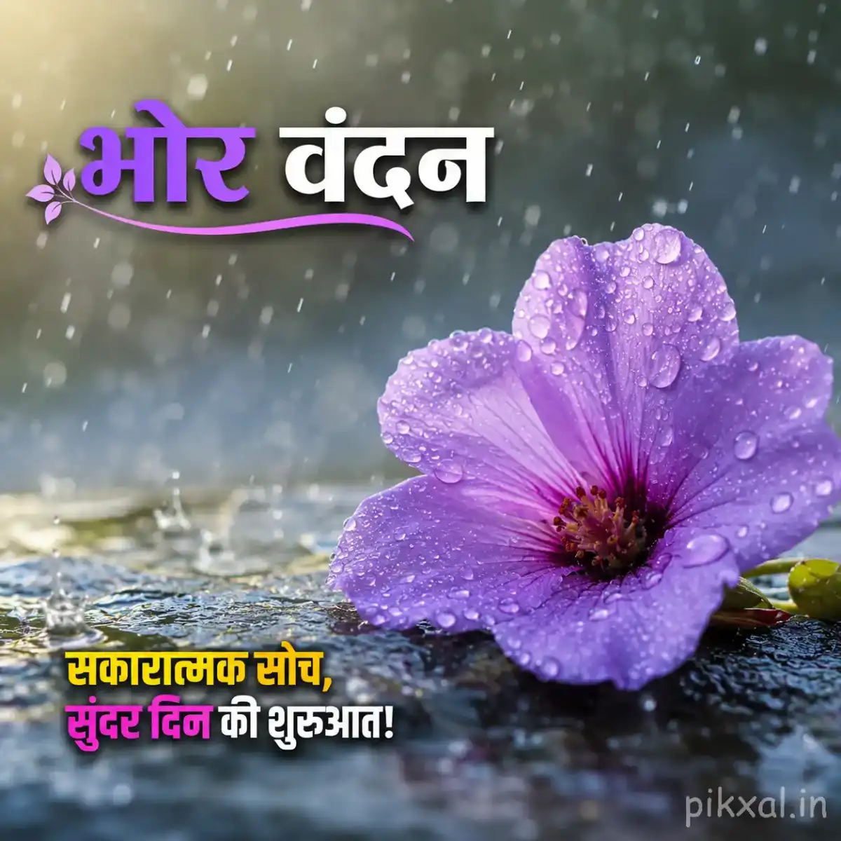 Single light purple flower with a dark center, green leaves and raindrops on a wet surface with a भोर वंदन quote