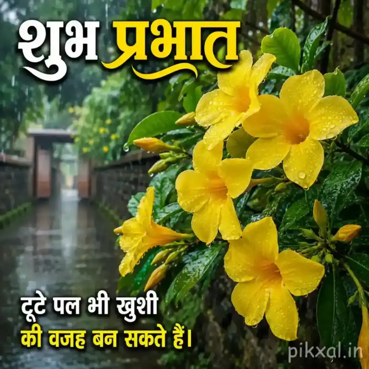 Cluster of four yellow flowers with green leaves and raindrops in a rainy garden with a शुभ प्रभात quote