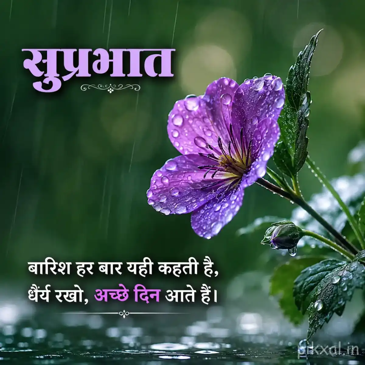 Single purple five-petaled flower with green leaves and raindrops against a blurred rainy garden background with a सुप्रभात quote