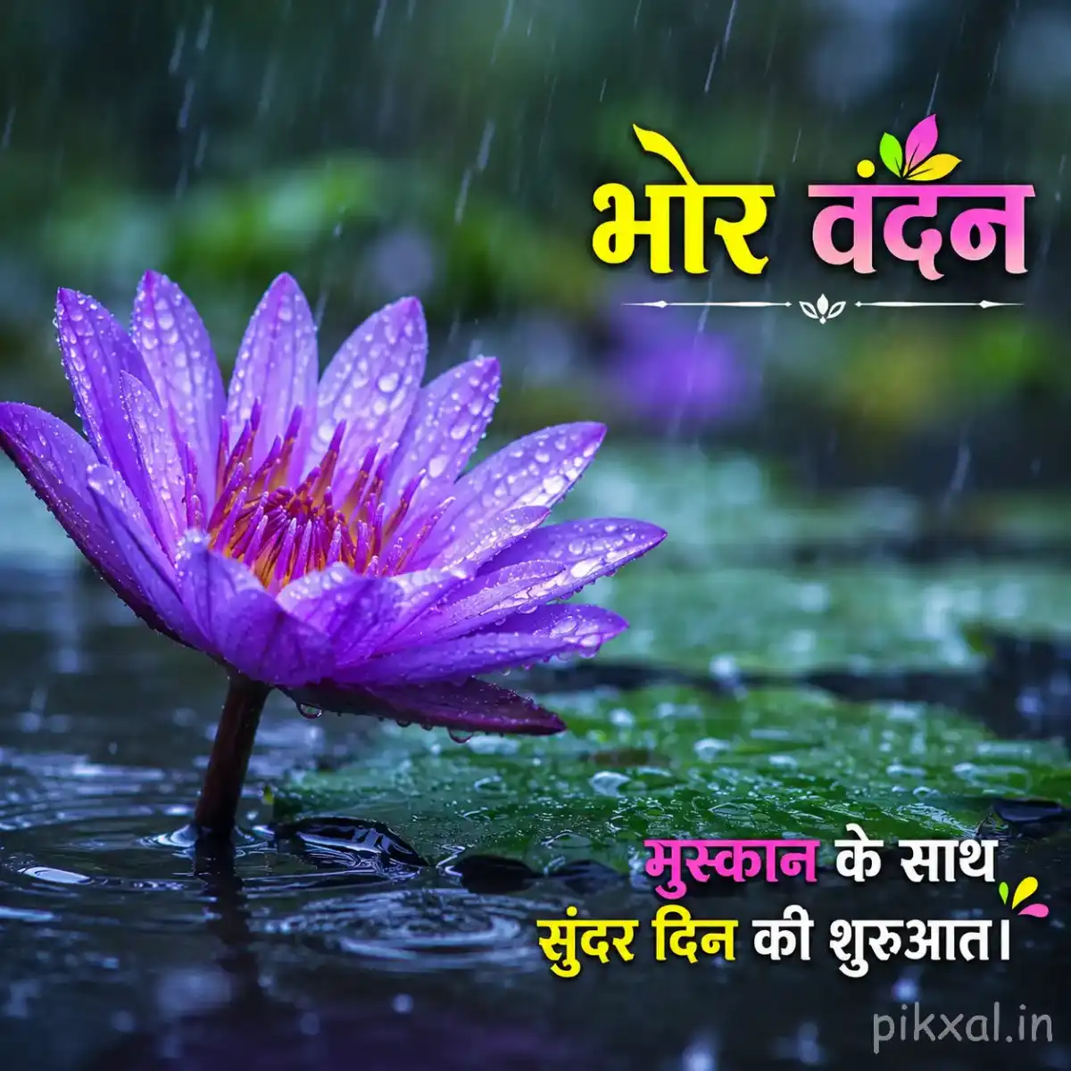 Single purple water lily with green lily pads and raindrops floating on a rainy pond with a भोर वंदन quote