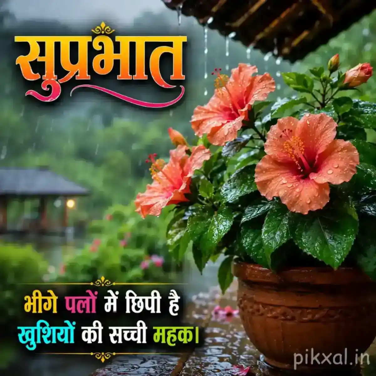 Three orange-pink hibiscus flowers with green leaves and raindrops in a potted plant against a rainy garden background