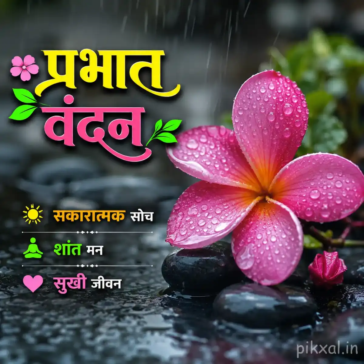 Single pink plumeria flower with a yellow center, green leaves and raindrops beside a rainy garden path with a प्रभात वंदन quote