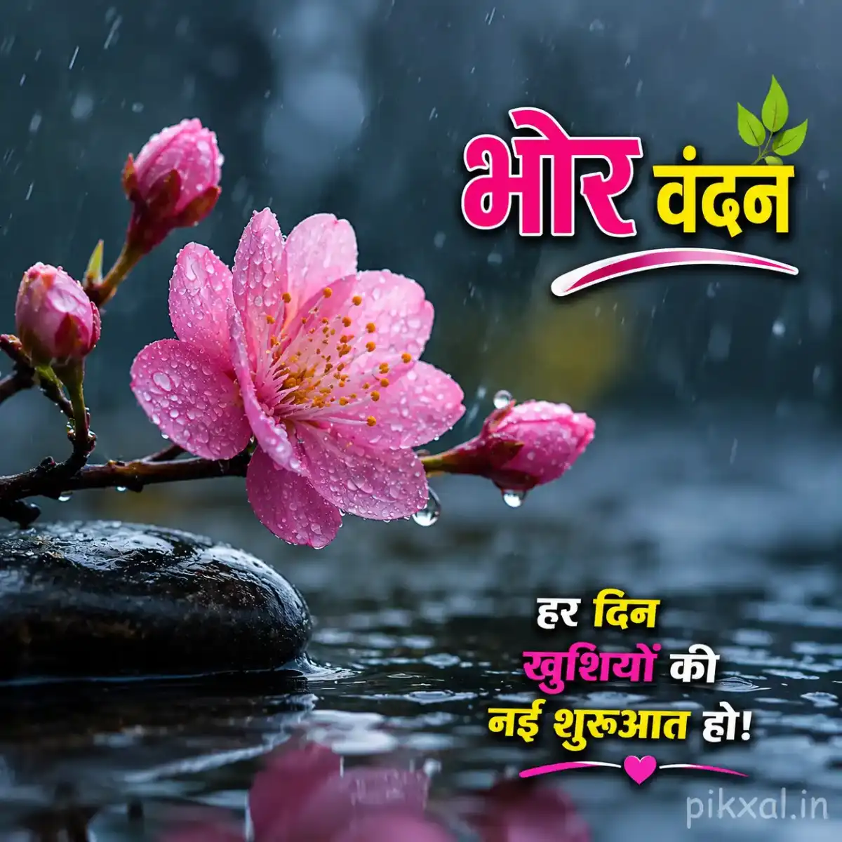Two pink cherry blossom-like flowers with green leaves and raindrops beside wet stones with a भोर वंदन quote