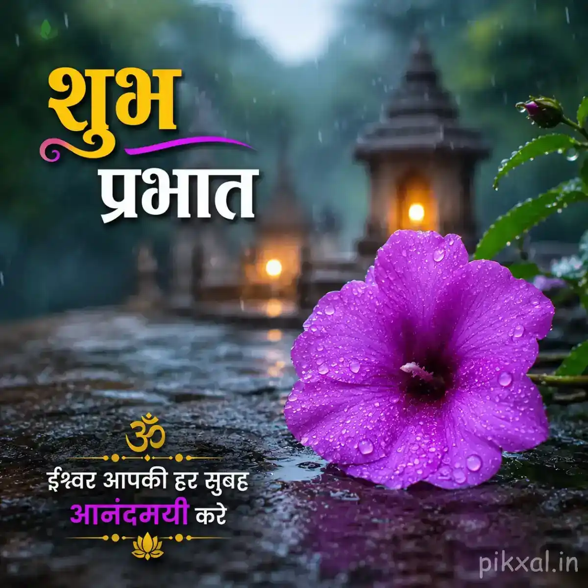 Single bright purple hibiscus flower with green leaves and raindrops beside a wet garden path with a शुभ प्रभात quote