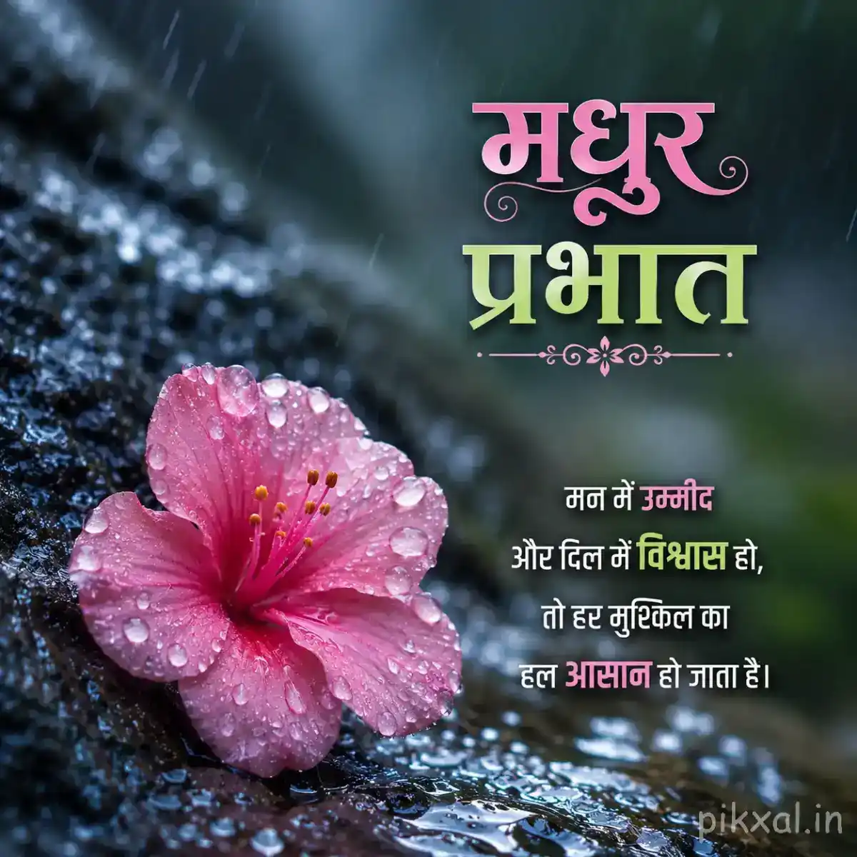 Single pink five-petaled flower with a yellow center, green leaves and raindrops on a wet surface with a मधुर प्रभात quote