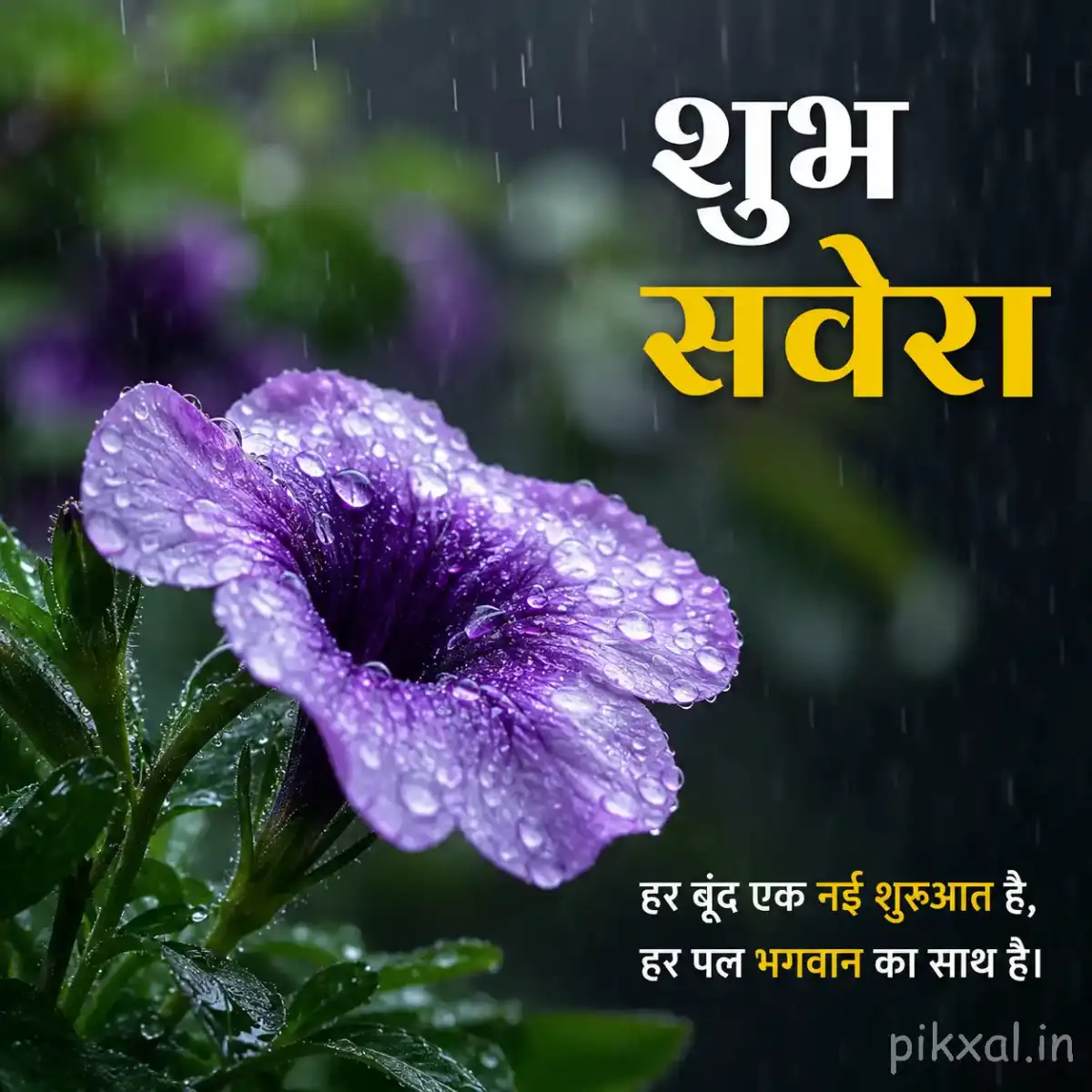 Single purple trumpet-shaped flower covered with raindrops and green leaves against a dark rainy garden background with a शुभ सवेरा quote