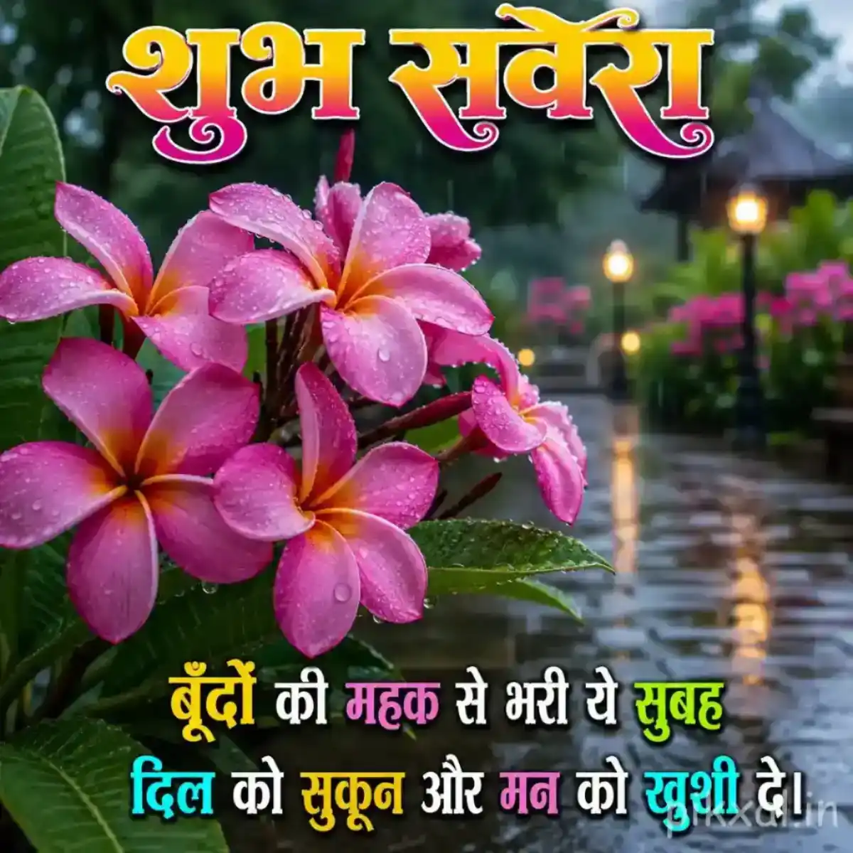 Cluster of five pink and purple plumeria flowers with green leaves and raindrops in a rainy garden with a शुभ सवेरा quote