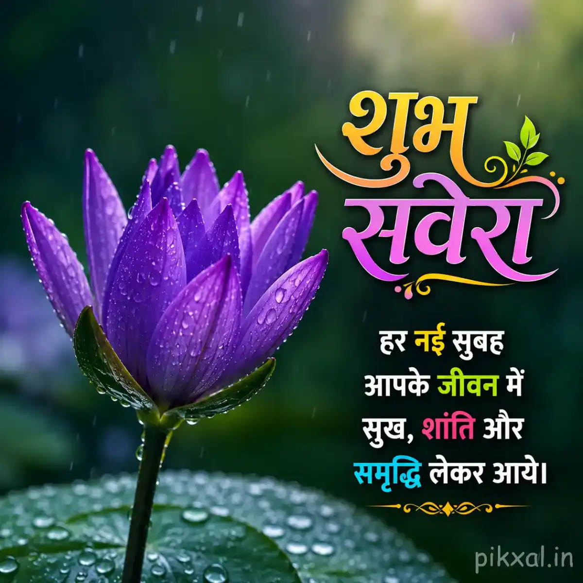 Single purple water lily flower with green lily pads and raindrops floating on a rainy pond with a शुभ सवेरा quote
