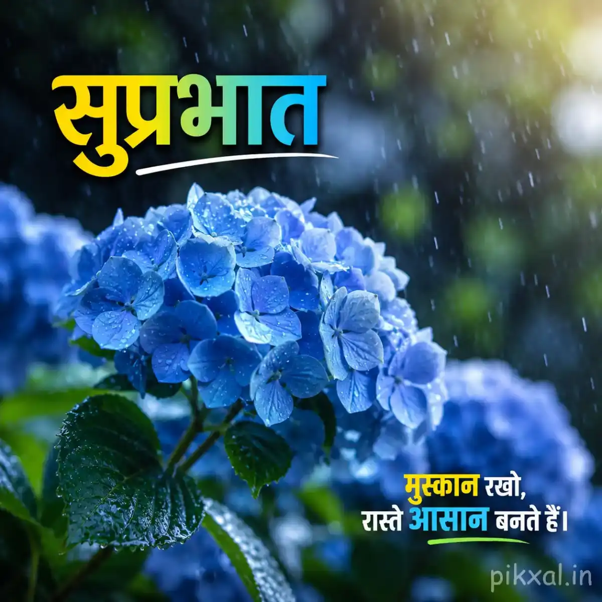 Blue hydrangea flower cluster with green leaves and raindrops against a lush rainy garden background with a सुप्रभात quote