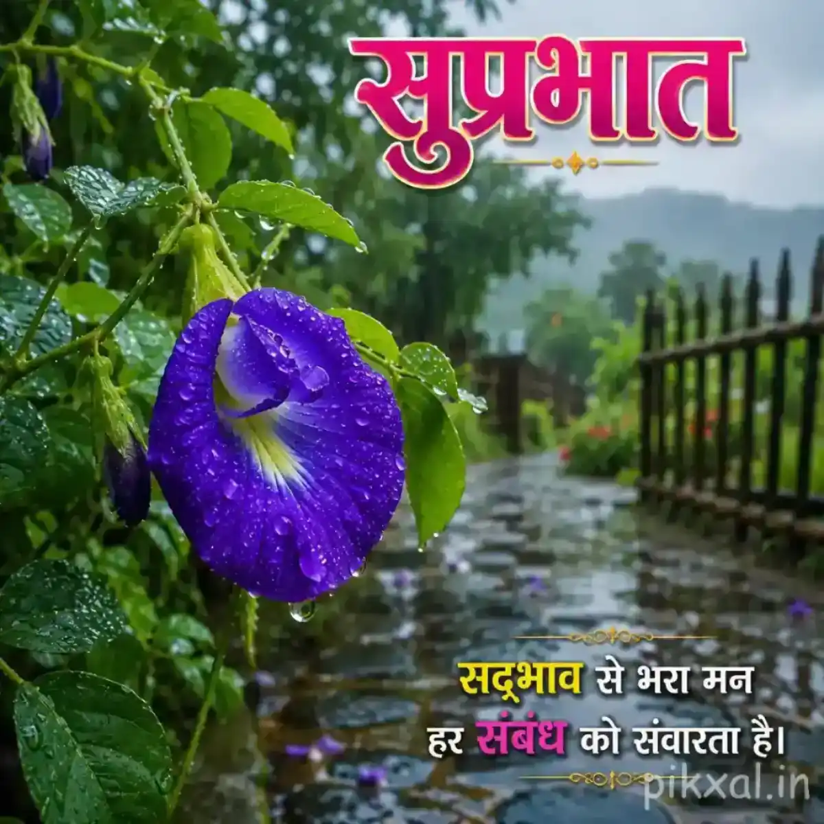 Rainy Good Morning Images featuring a single blue butterfly pea flower with green leaves and raindrops beside a wet garden path