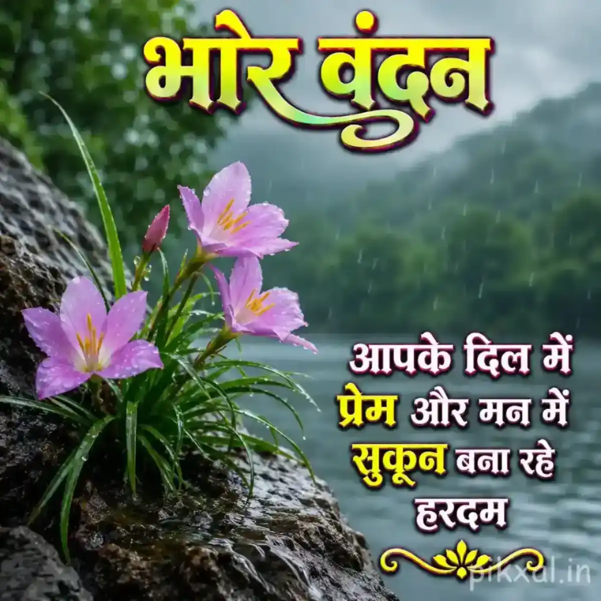 Two pink rain lily flowers with green leaves and raindrops growing on wet rocks with a भोर वंदन quote