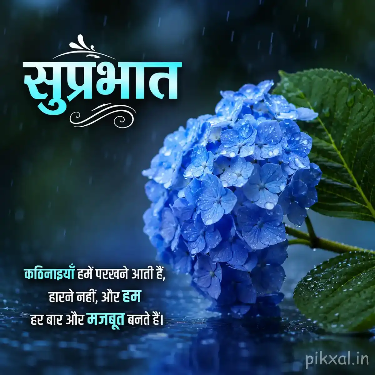 Blue hydrangea flower cluster with green leaves and raindrops against a lush rainy garden background with a सुप्रभात quote