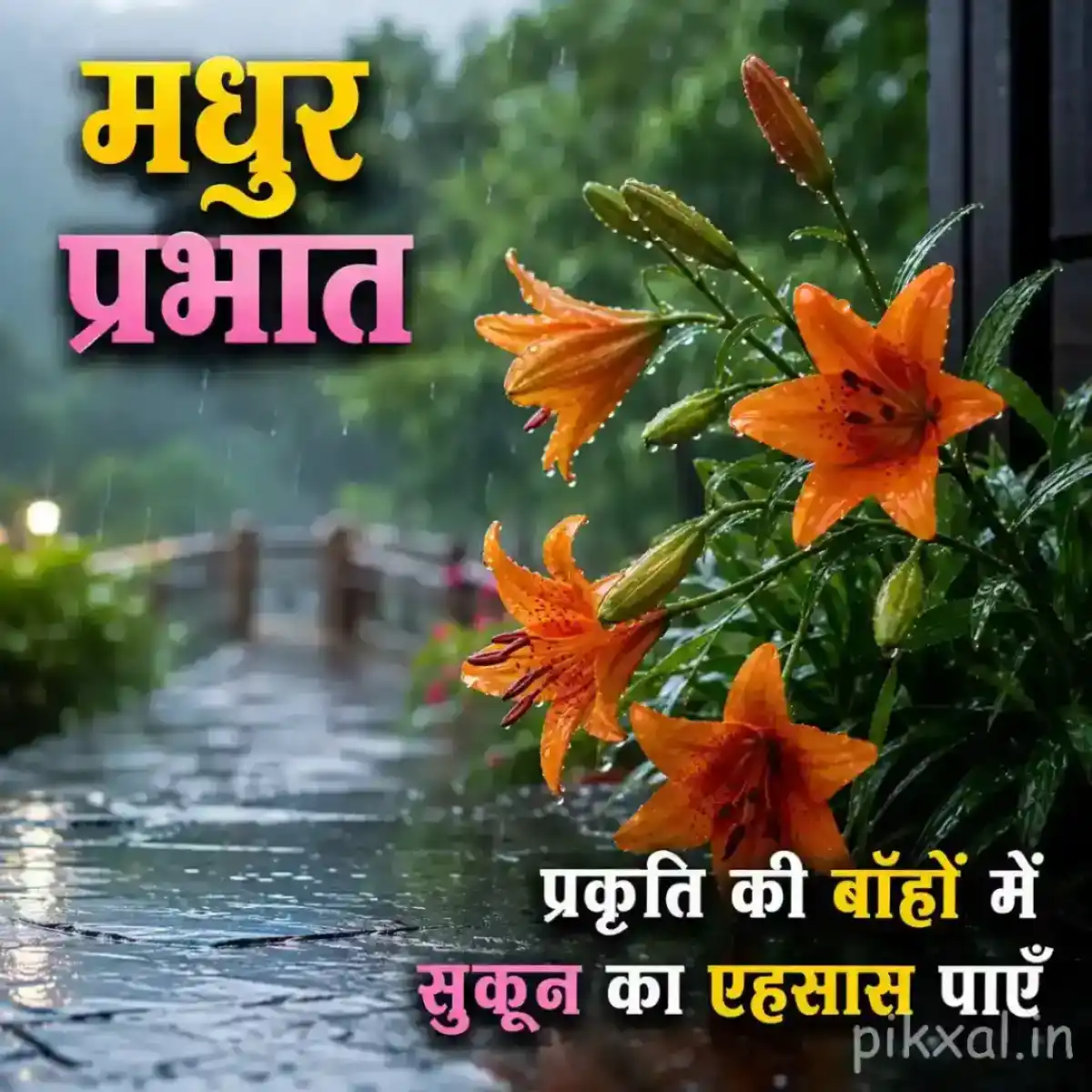Three orange lily flowers with green leaves and raindrops beside a rainy garden walkway with a मधुर प्रभात quote
