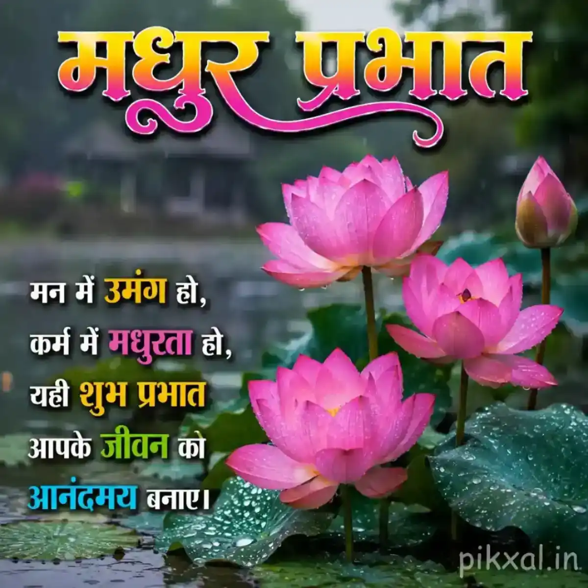 Three pink lotus flowers with green lily pads and raindrops floating on a rainy pond with a मधुर प्रभात quote