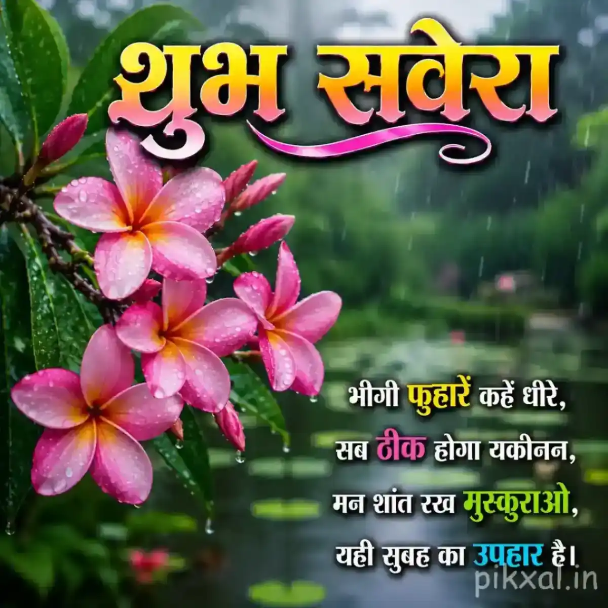 Cluster of five pink and purple plumeria flowers with green leaves and raindrops against a rainy garden background with a शुभ सवेरा quote
