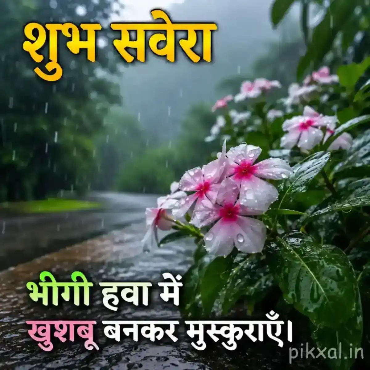 Cluster of small pink and white flowers with green leaves and raindrops beside a wet monsoon garden path with a शुभ सवेरा quote